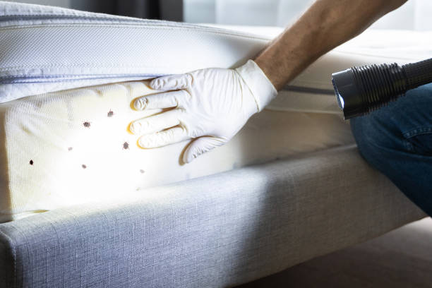 Best Affordable Pest Control Services  in Haughton, LA