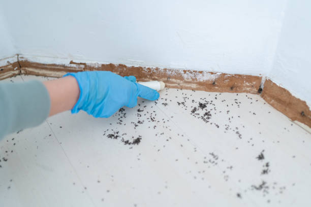 Best Mosquito Control Services  in Haughton, LA